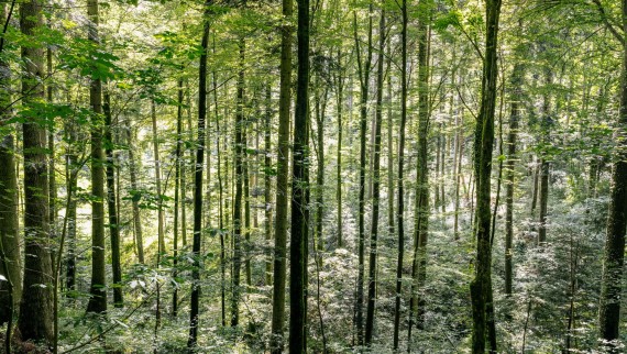 Apiplovimas vandeniu – kaip Geberit AquaClean padeda taupyti medieną